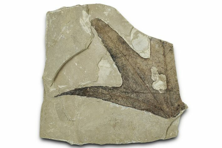 Fossil Sycamore (Macginitiea) Leaf - Green River Formation, Utah #325597